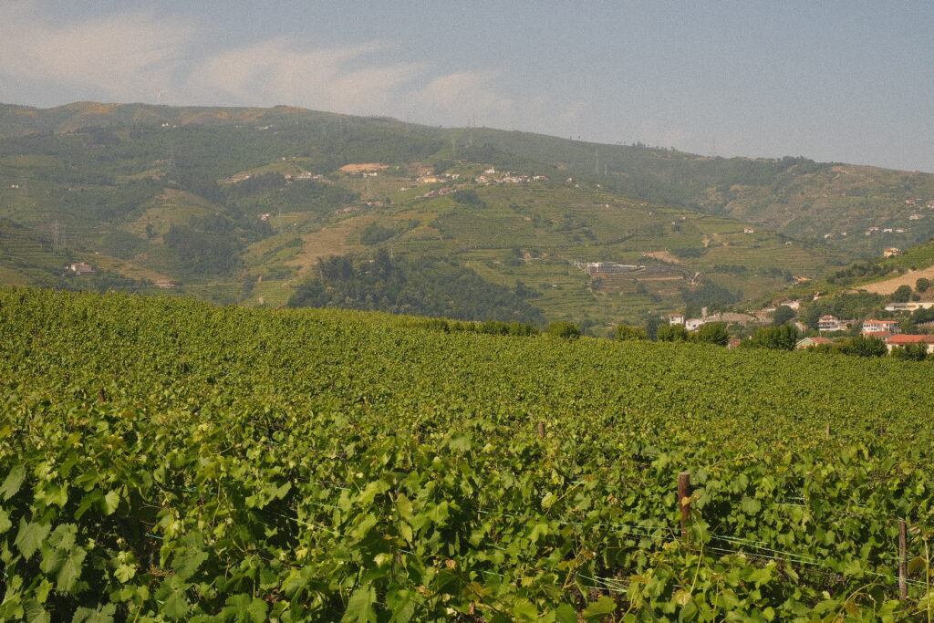Portugal Vineyard Wedding Photographer