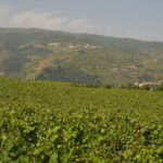 Portugal Vineyard Wedding Photographer