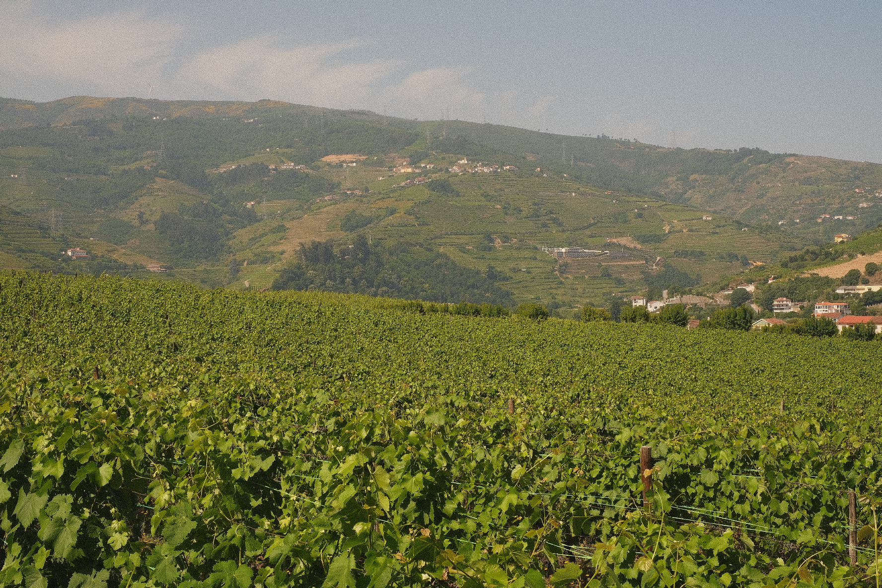Portugal Vineyard Wedding Photographer